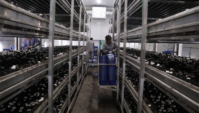 鴻澤農業：雙孢菇工廠化出菇日產量約1.5噸