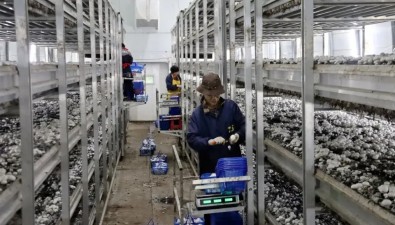 浙江温岭：引进新型食用菌大棚生态种植技术 大幅提升种植效率