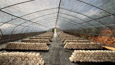 安和村食用菌基地：16個大棚，日產鮮菇1000公斤