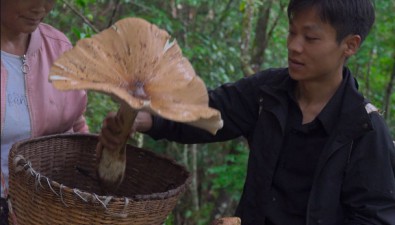 直径50厘米！这地发现巨型黄皮鸡枞菌
