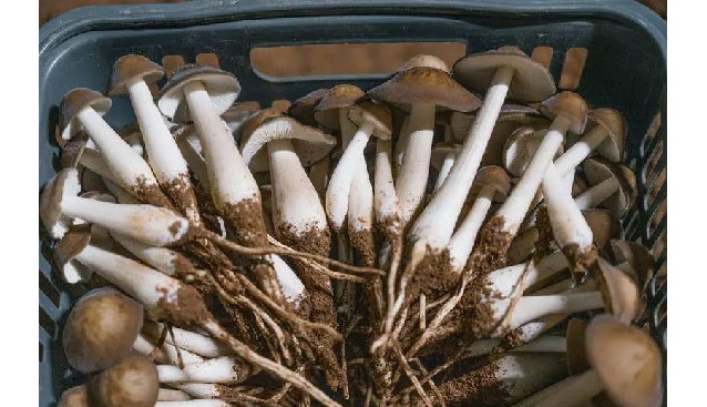 云南勐腊县：林下食用菌种植绘就森林新“丰”景