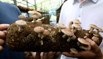 100余畝馬桑菌種植基地，年銷售2000萬元