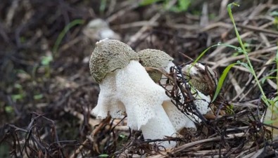 福建省邵武市：竹蓀種植面積達(dá)1.5萬(wàn)畝，年產(chǎn)值超3億元