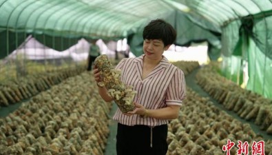 浙江山區“共富菇”，如何“扎根”大草原？