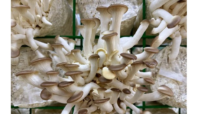 智慧方舱种菌菇，8元/斤，每天产值12000元