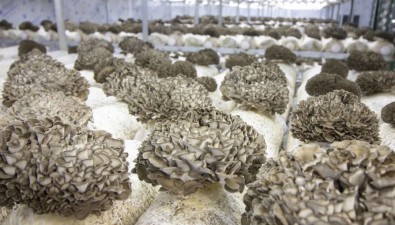 永大菌業：積極培育食用菌新品種