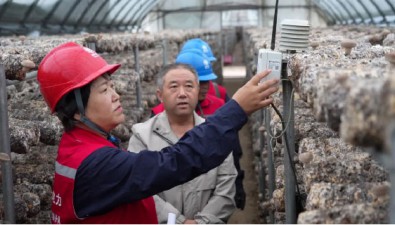 食用菌園區(qū)“護(hù)電”增收忙