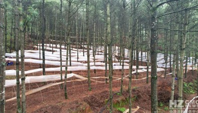 会泽笠朴种植基地：赤松茸全部采收产值可超250万元