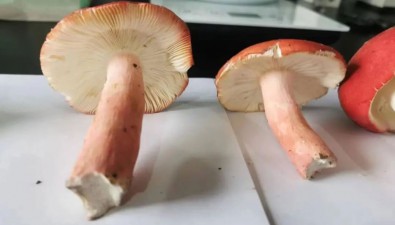 李萬(wàn)偉：尋找種“芯”，培育菌種10萬(wàn)袋