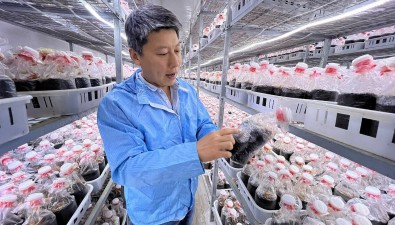 智慧微工廠| 一年能種七八季金耳，產值四五十萬元!