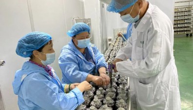綠農(nóng)食用菌公司：研發(fā)液體菌種繁育技術(shù)，畝可增產(chǎn)10%-20%