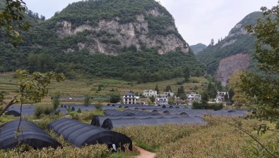 貴州赫章縣羅州鎮：生產菌棒140萬棒，創收560余萬元