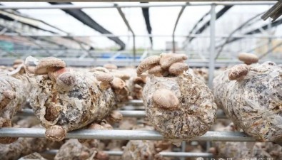 寧軍種植農民專業合作社：種植香菇為主，有30個大棚