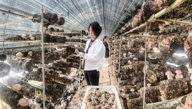 隆源農業：成功培育出高品質香菇品種
