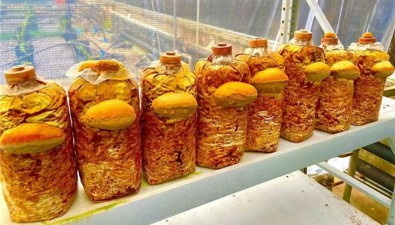 哈尔滨市农科院人工栽培“哈桑1号”首获成功