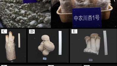四川成都：杏鮑菇工廠化新品種“中農川杏1號”通過田間技術鑒定