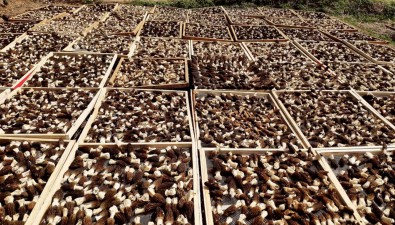 湖北房县：推广菌稻轮作模式1.5万亩，土地全年不闲置