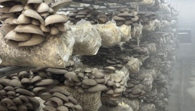 艾澤福吉：蘑菇全自動化生產(chǎn)節(jié)約八成勞動力