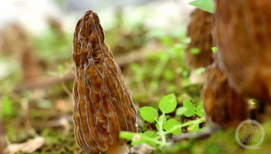 重慶黔江區：力爭到2027年，建成武陵山區食用菌產品集散地