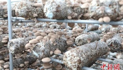 新疆圖木舒克：建成香菇標準棚400余座