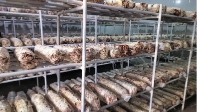 安徽利辛大李集鎮(zhèn)：食用菌基地每年為村集體保底增收30萬元