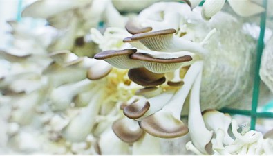 浩潤臻源食品有限公司：形成秀珍菇全產業鏈生產線