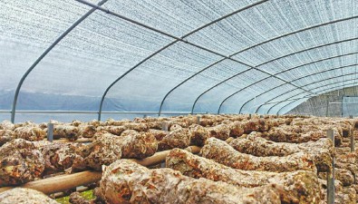 花菇試點種植，農戶增收1萬元