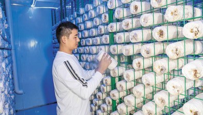 博士返鄉創業，讓菌菇住上“智慧房”