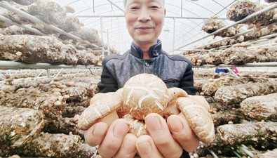 河南欒川縣秋扒鄉(xiāng)：食用菌“一條鏈”轉(zhuǎn)型升級