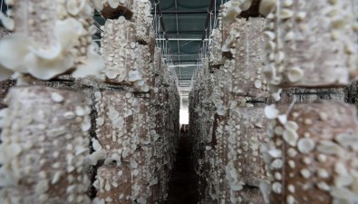 魯疆情食用菌生態科技示范園：智慧化生產模式，效率提高了3倍