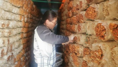 山東臨沭縣：智慧移動菇房滑子菇豐收了