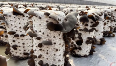 湖南长沙望城区：众兴社区食用菌基地菌菇陆续采收