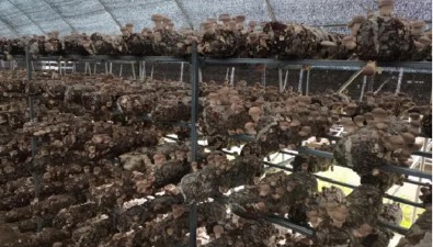 平均每棒290g！陜西略陽引進食用菌新品種滬香F6試種成功