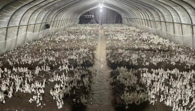 千菇園：計劃新增12棟智能方艙蘑菇房