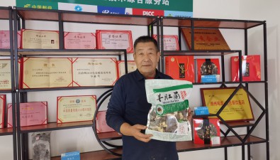 新疆温泉县六旬村民种羊肚菌，收到国外订单！