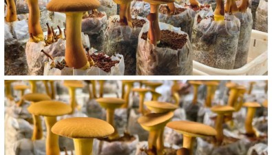 我国首个见手青类牛肝菌新品种“中菌黄见手青1号”通过鉴定