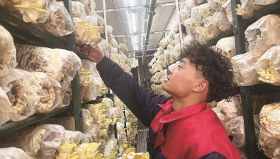 14个“智能房”长出榆黄蘑，年产鲜菇420吨