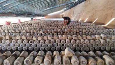 甘肅武威市涼州區食用菌產值約4.5億元