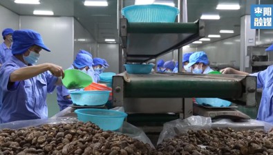 實現(xiàn)銷售收入7200萬元，發(fā)展食用菌全產(chǎn)業(yè)鏈，沖刺“全年紅”