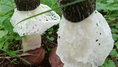恒昌生態農業：預計明年菌湯包產量70萬包以上