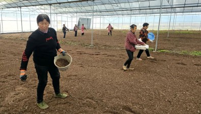 四川蓬溪：兩村抱團(tuán)發(fā)展食用菌，壯大集體經(jīng)濟(jì)