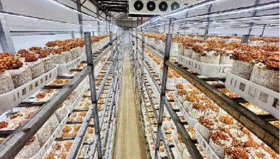 總投資2.6億元！食用菌產(chǎn)業(yè)園項目促進全產(chǎn)業(yè)鏈發(fā)展
