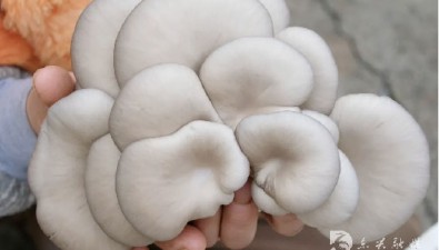 能“吃”桑枝的食用菌上市啦