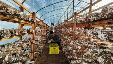閑置土地建成6個溫室大棚，1.2萬棒香菇陸續采收