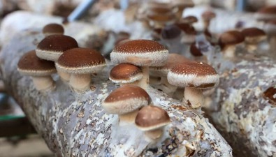 農(nóng)二師二二三團：小菌菇撐起“致富傘”
