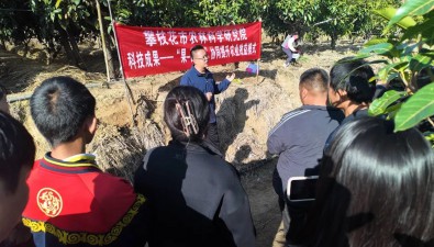 芒果地里巧種菌，多重效益促發展