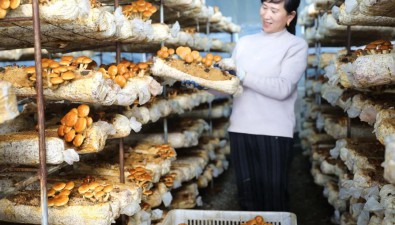 2萬多斤滑子菇干品，銷售收入達60萬元