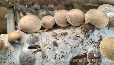 輝源生態農業：以食用菌為媒，助力鄉村振興