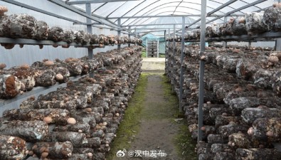 陕西宁强县：预计今年鲜菇产值可突破7亿元
