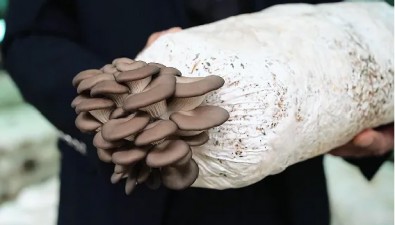 金堂姬菇：历史悠久，不断发展壮大